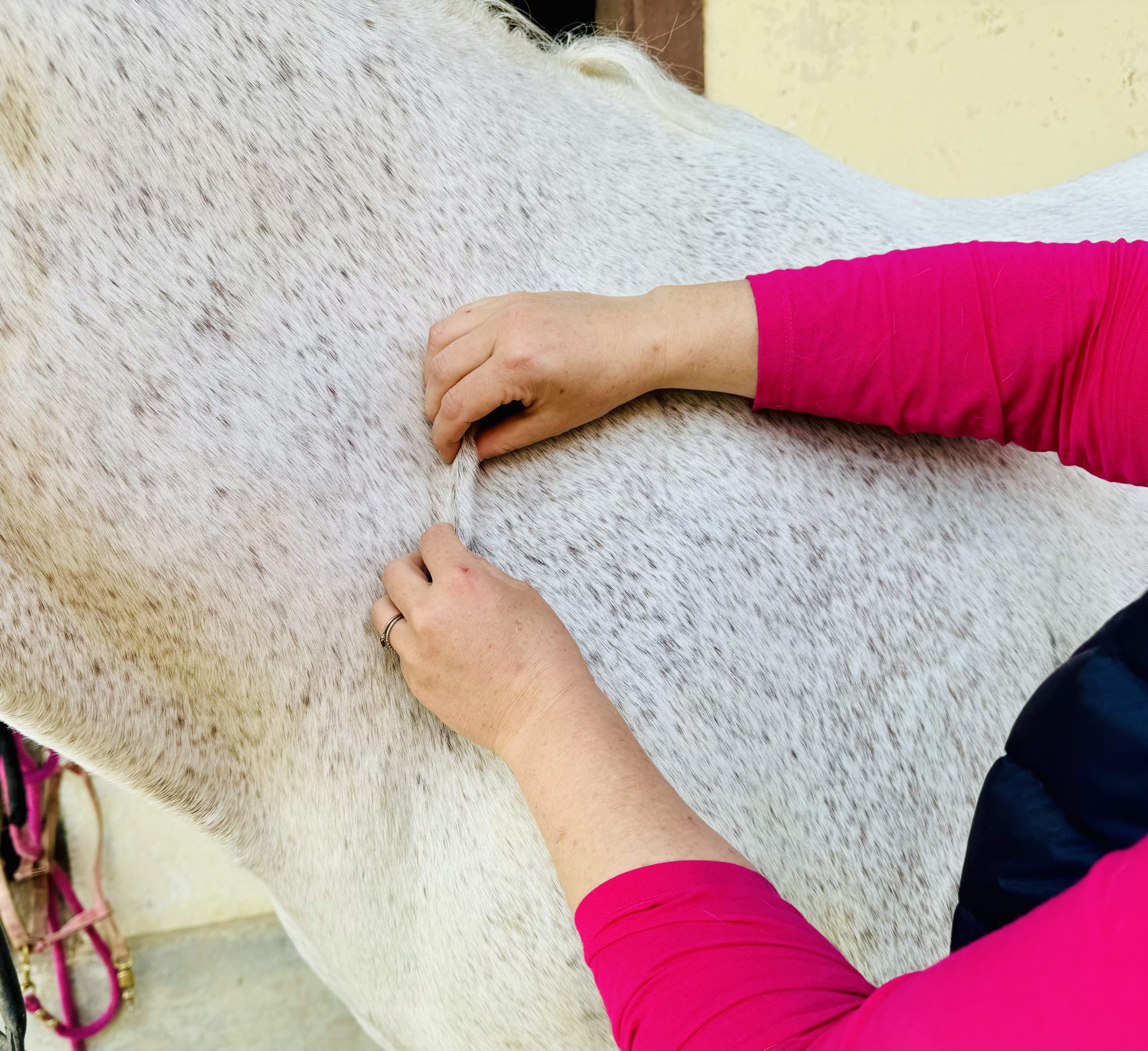 Pferdeosteopathie Evelyn Hatt